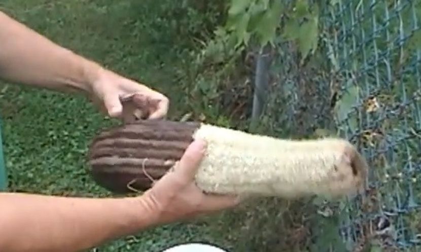 Luffa cylindrica cum se curata si devine un burete vegetal - Seminte de Luffa Cylindrica