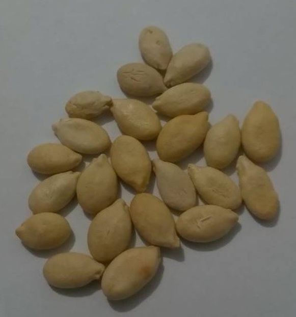 Benincasa Dovleac de ceara (comestibil) seminte - Benincasa hispida
