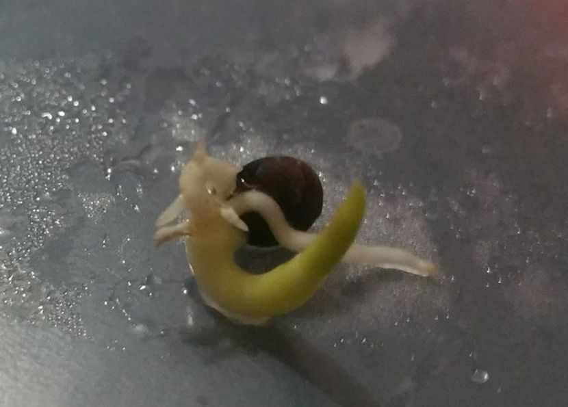 Washngtonia Filifera germinare - Washingtonia filifera
