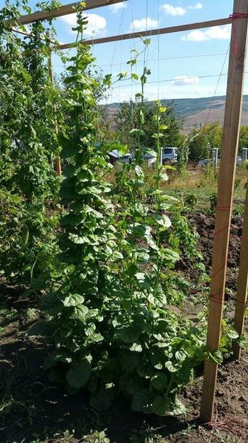 Spanac catarator Bassela alba L - 20 seminte - 5 RON - Spanac catarator Bassela alba L