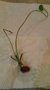 Lotus Komarov saminta germinata - ACASA-Seminte 2018