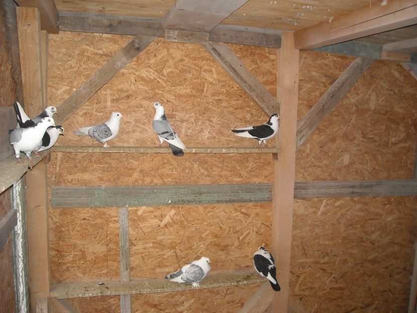  - DE PRIN PORUMBARIE