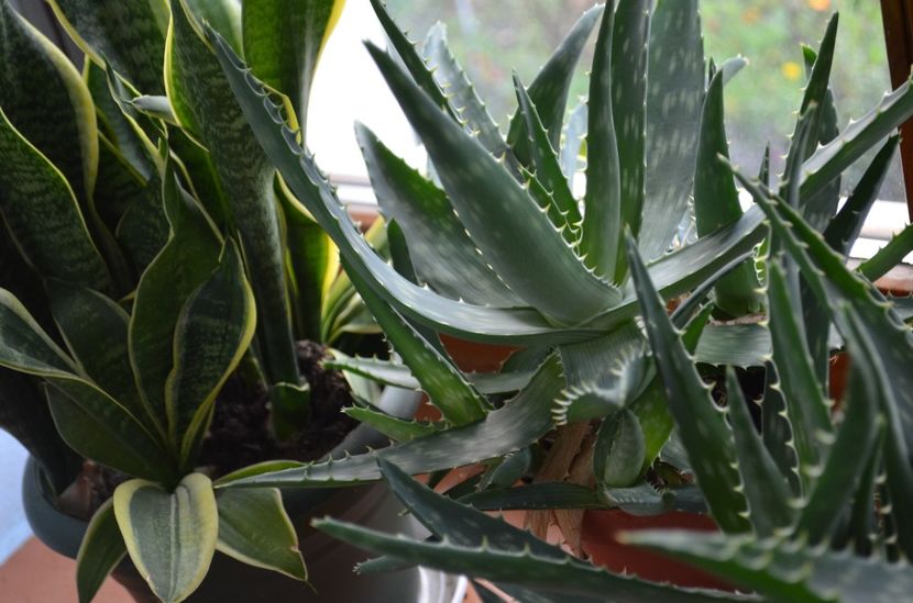  - suculente si cactusi