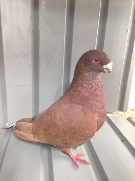 M 2017vandut - Porumbei vanduti 2017-2025