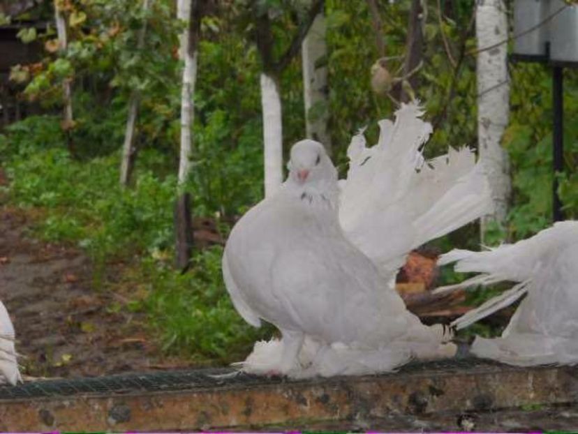 Femela alba - Rostowi pt 2018