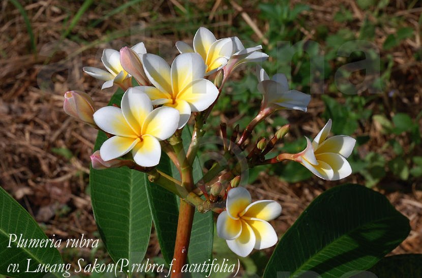 Lueang Sakon - Plumeria Frangipani Rubra