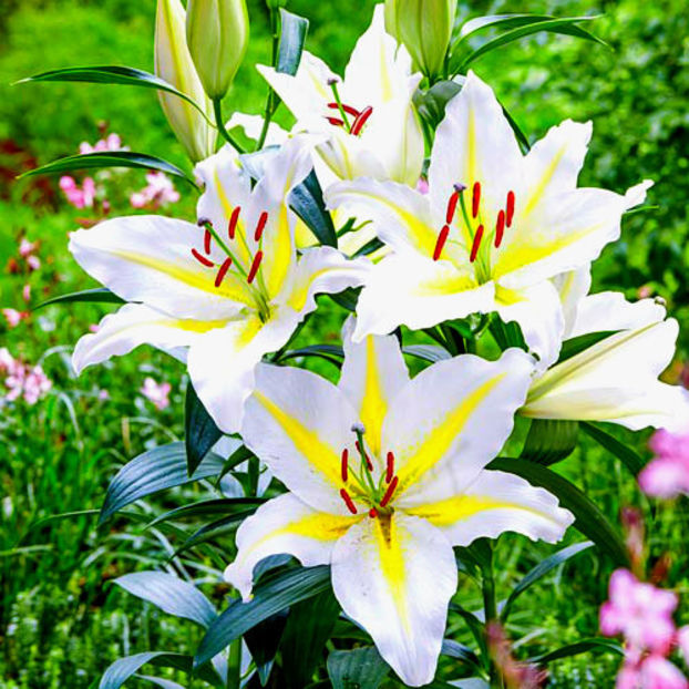 crini-baferrari - Comanada crini -2018