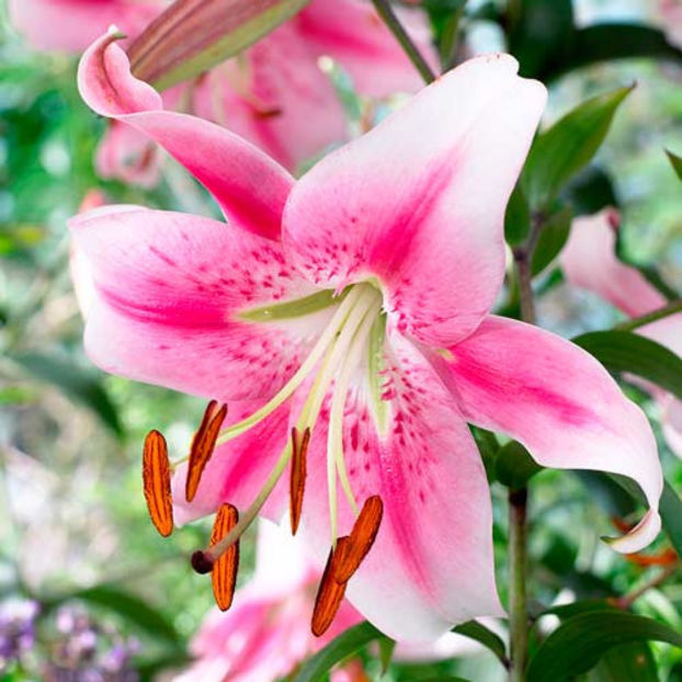 crin-anastasia - Comanada crini -2018