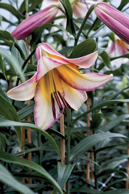 beijing-trumpets - Comanada crini -2018