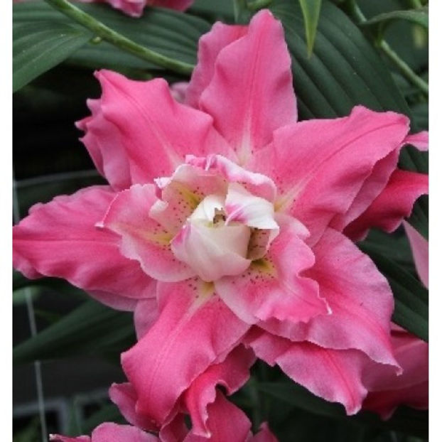 crini-dreamline - Comanada crini -2018