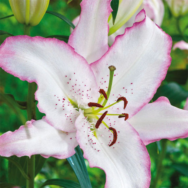 Crin -Brasilia - Comanada crini -2018