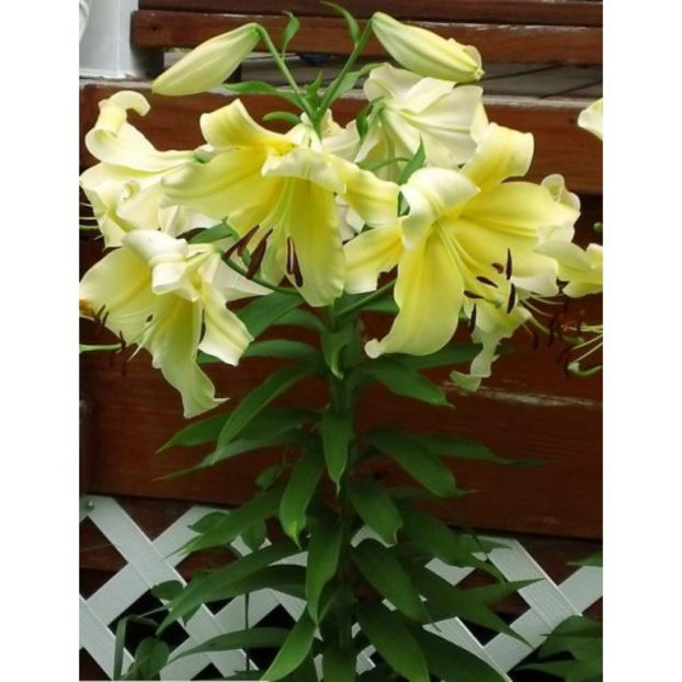 crini-big-brother - Comanada crini -2018