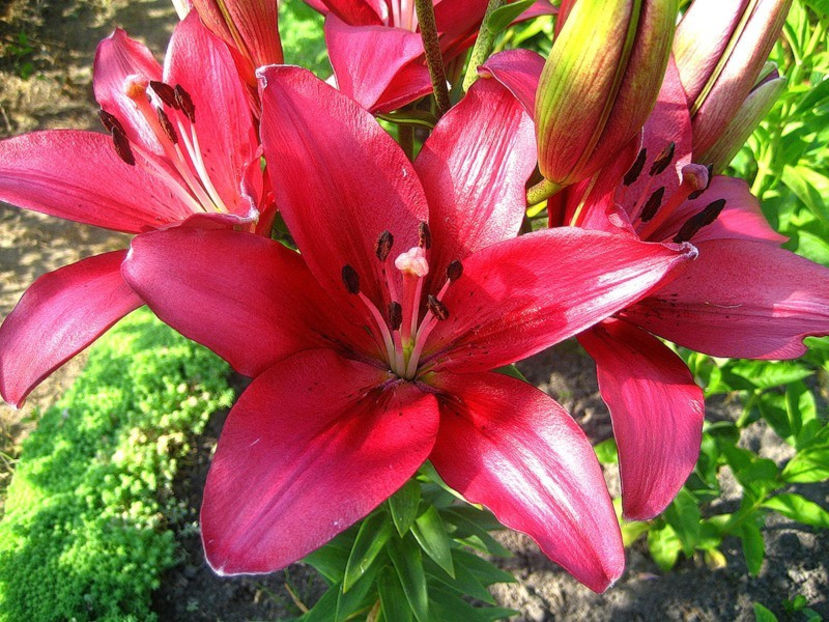 Fangio - Comanada crini -2018