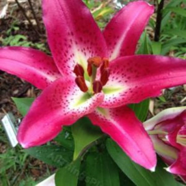 Entertainer - Comanada crini -2018