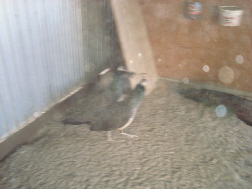  - 4-1 pauni indian blue