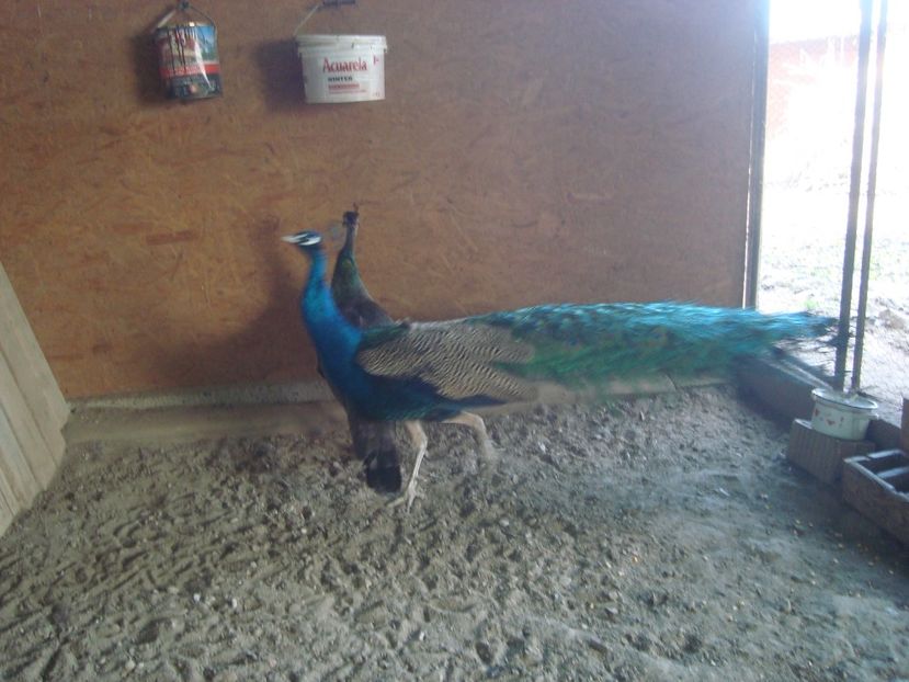  - 4-1 pauni indian blue