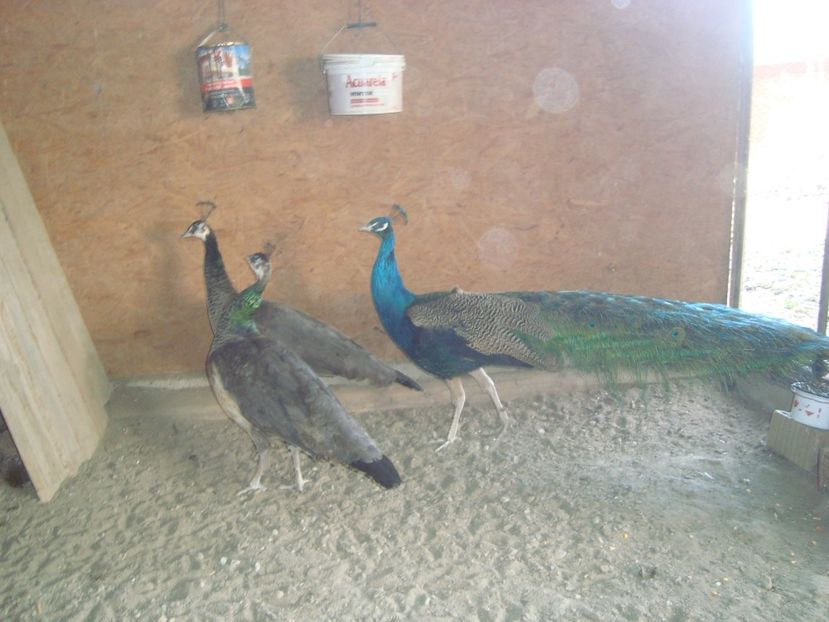  - 4-1 pauni indian blue