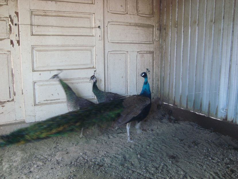  - 4-1 pauni indian blue