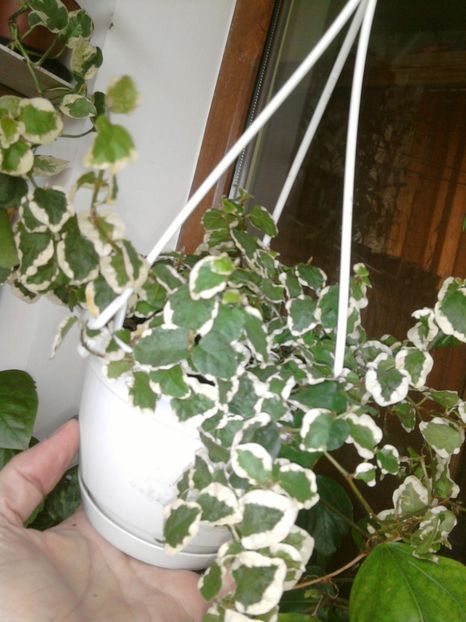 ficus pumilla. - februarie 2o18