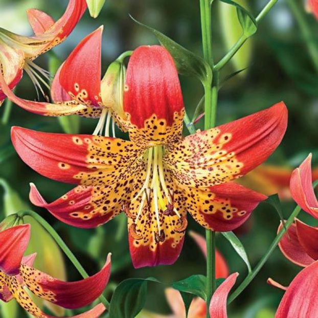 Fusion - Comanada crini -2018