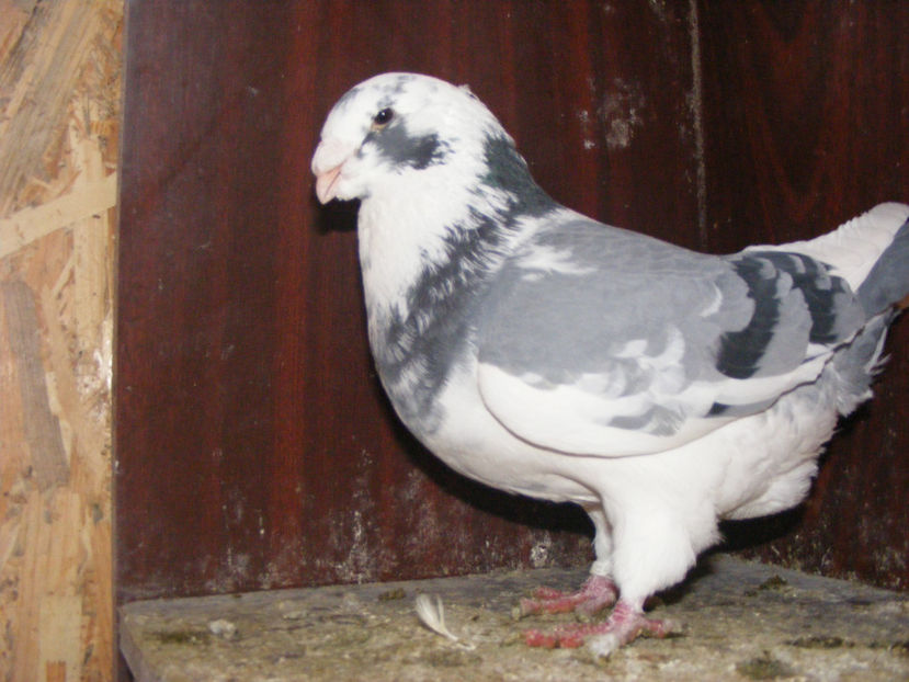 M 2015 vandut feb. 2018 in Germania - PORUMBEI VINDUTI