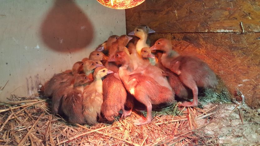 s-au unit brigazile - Bomboane asortate 2018