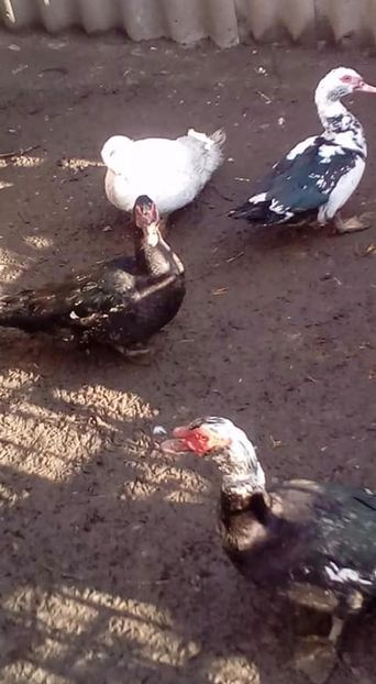  - Matca de rațe leșești 2018