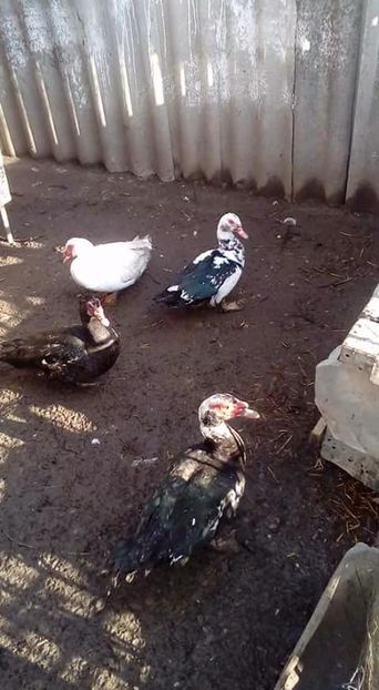 Răţoi 2017: 1 răţoi negru mască neagră, 1 răţoi negru cap alb, 1 răţoi bălţat și 1 răţoi alb - Matca de rațe leșești 2018