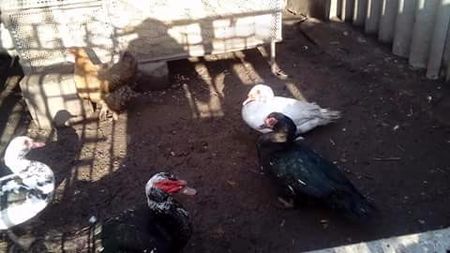  - Matca de rațe leșești 2018