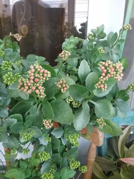 Bobocei 2018 - Kalanchoe