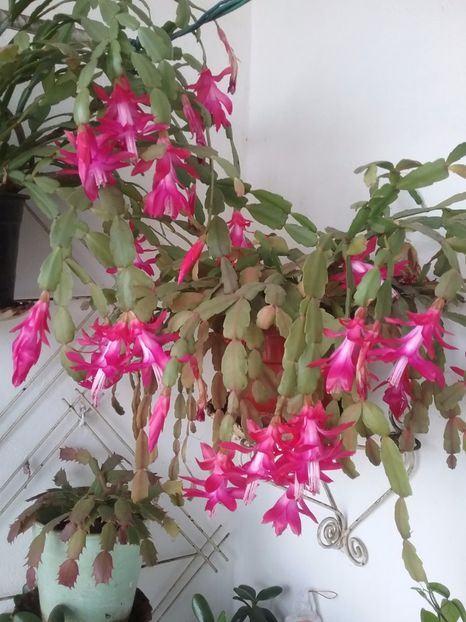  - Schlumbergera