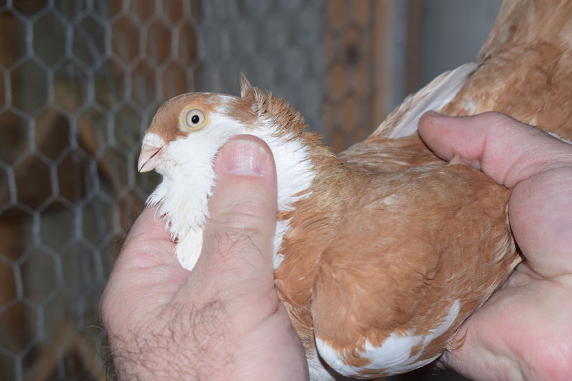 MASCUL 2013 - PORUMBEI GALATENI 2018