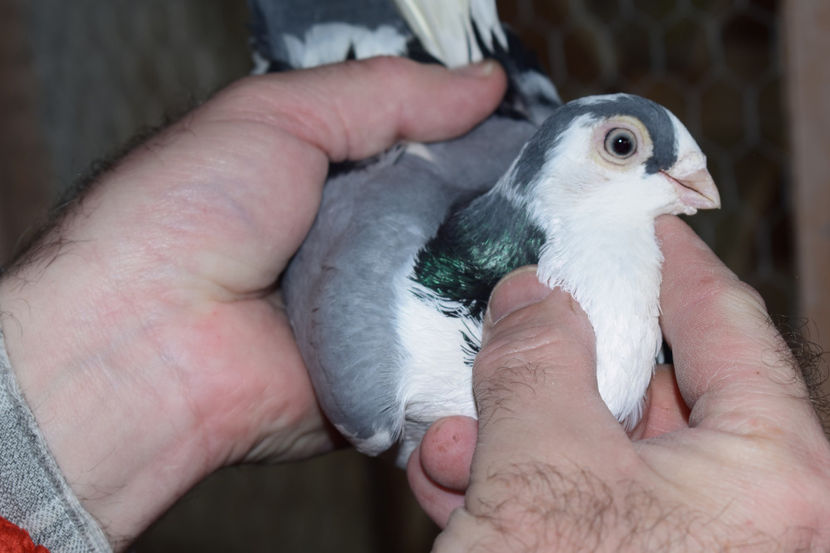 M 2015 - PORUMBEI GALATENI 2018