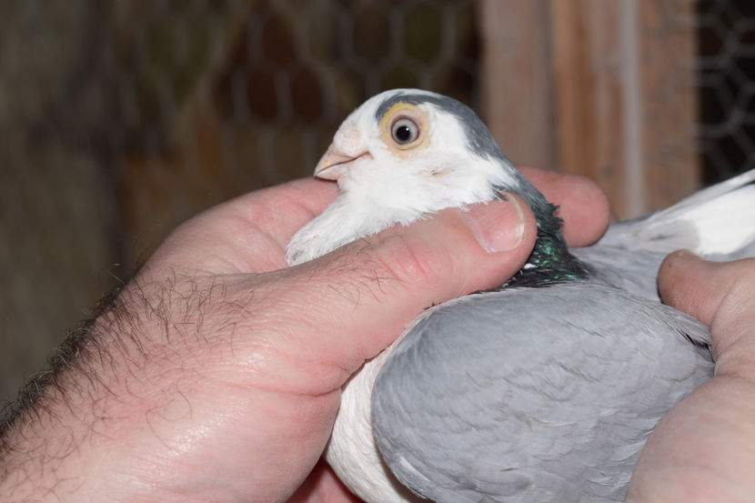 M 2016 - PORUMBEI GALATENI 2018