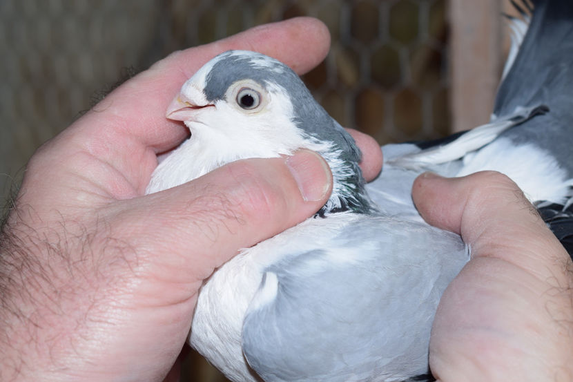 M 2017 - PORUMBEI GALATENI 2018