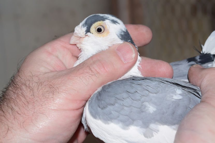 M 2012 - PORUMBEI GALATENI 2018