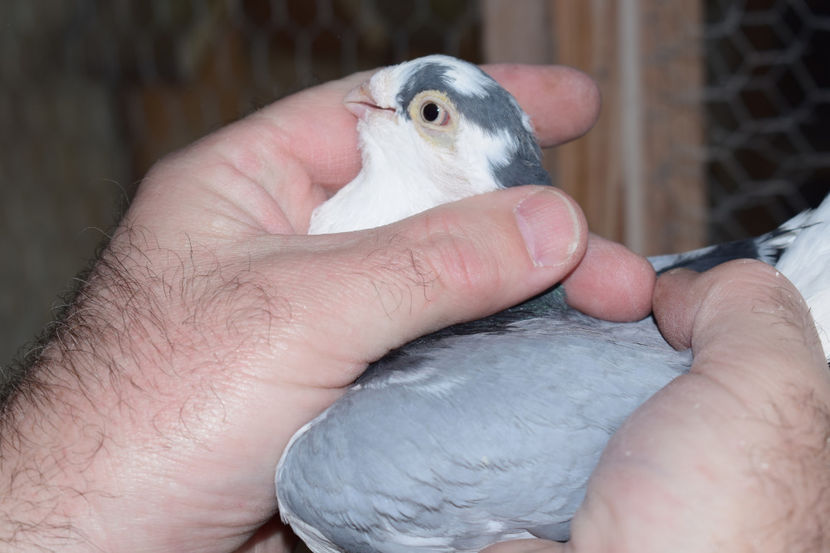  - PORUMBEI GALATENI 2018