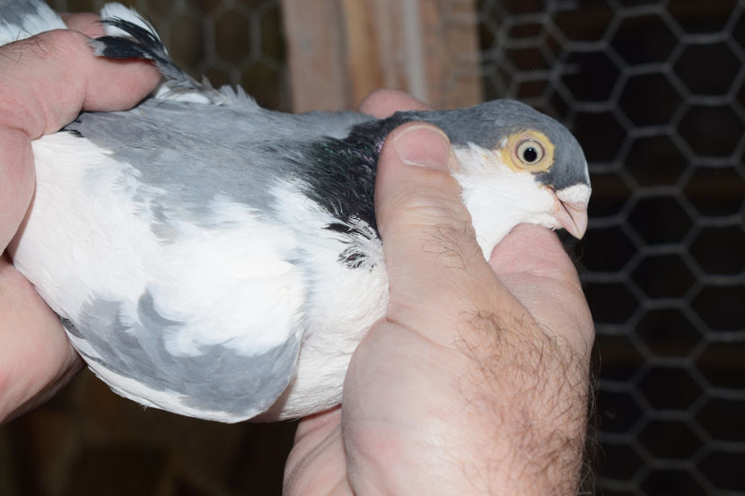 M 2014 - PORUMBEI GALATENI 2018