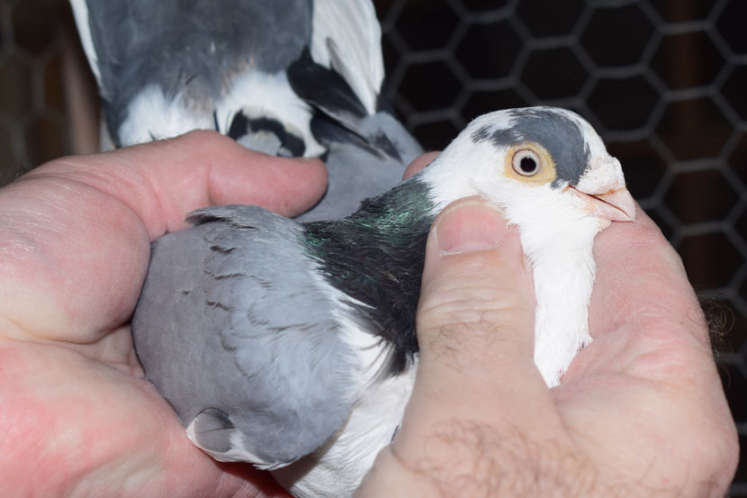 M 2015 - PORUMBEI GALATENI 2018