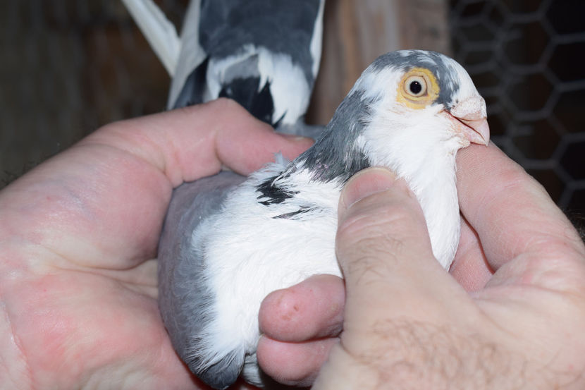 M 2014 - PORUMBEI GALATENI 2018