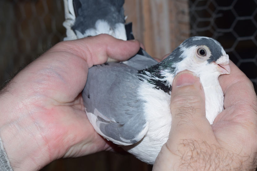 M 2012 - PORUMBEI GALATENI 2018