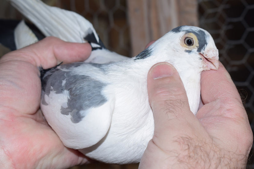 M 2010 - PORUMBEI GALATENI 2018