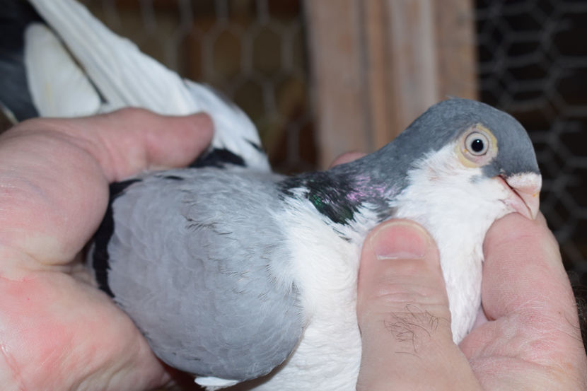 M 2017 - PORUMBEI GALATENI 2018