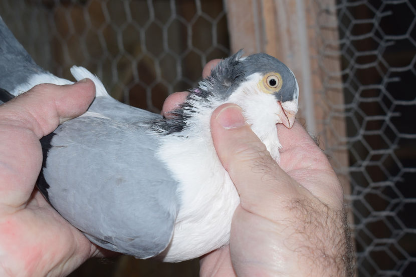 M 2017 - PORUMBEI GALATENI 2018