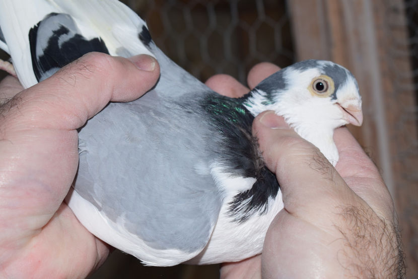 M 2015 - PORUMBEI GALATENI 2018