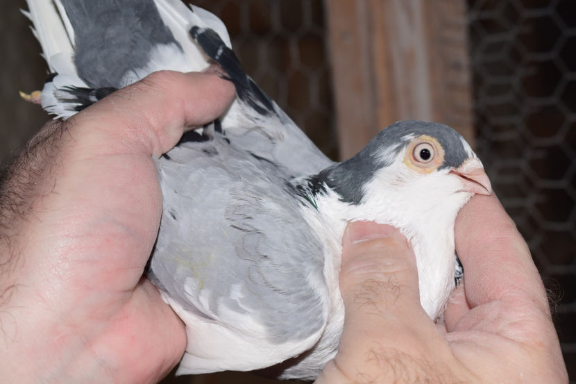 M - PORUMBEI GALATENI 2018