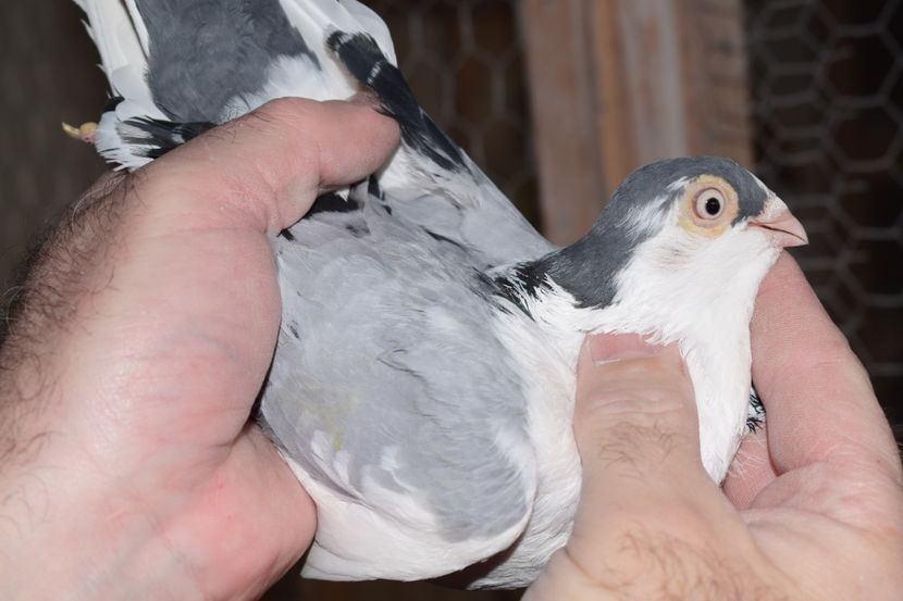 M - PORUMBEI GALATENI 2018