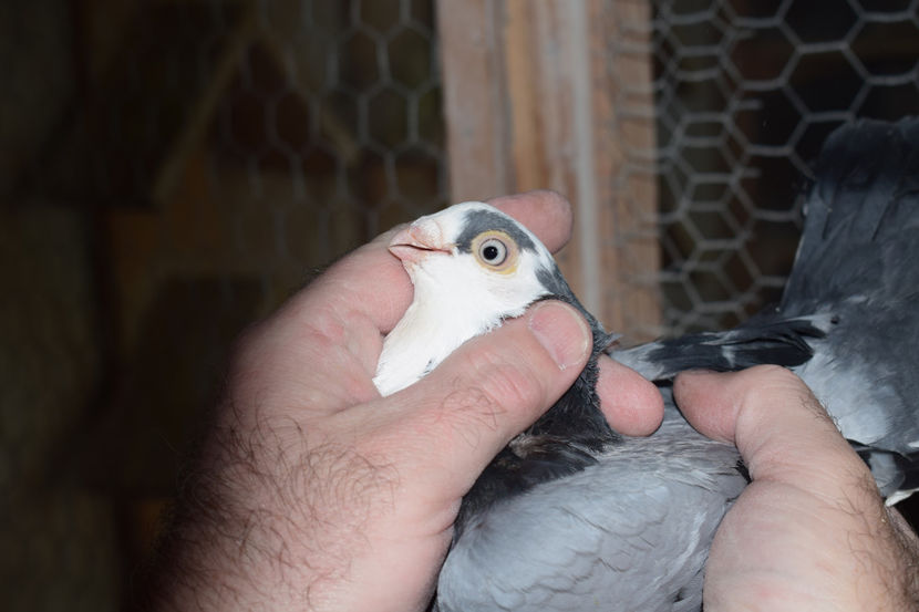 M 2017 - PORUMBEI GALATENI 2018