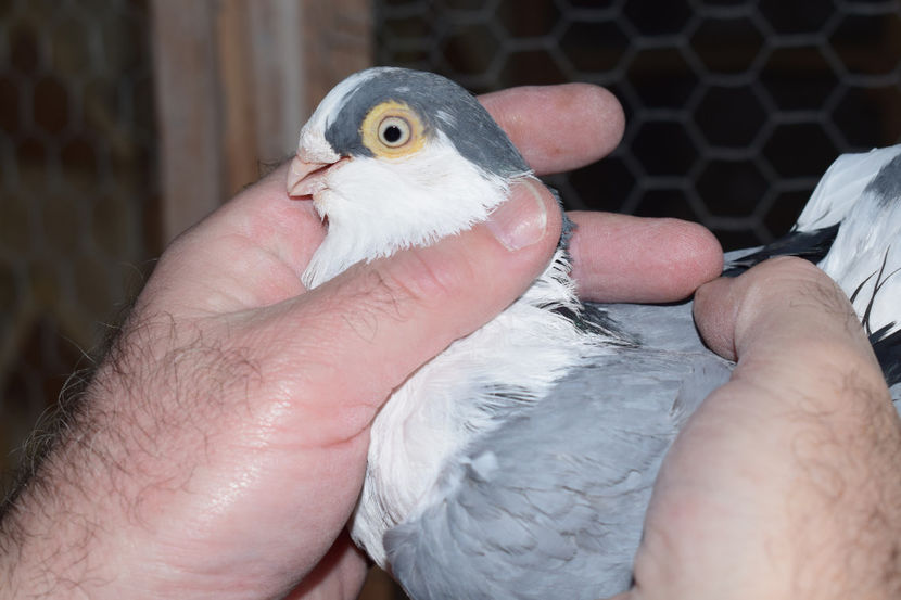 M 2013 - PORUMBEI GALATENI 2018