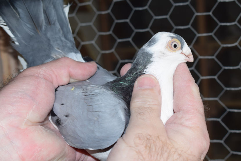 F 2017 - PORUMBEI GALATENI 2018